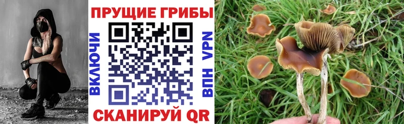Псилоцибиновые грибы мухоморы  где купить наркоту  Мурино 